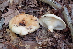 Lactarius resimus