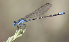 Argia alberta