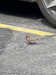 Haemorhous mexicanus