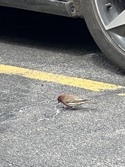 Haemorhous mexicanus