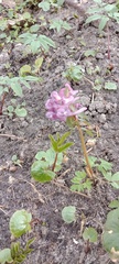 Corydalis solida