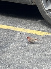 Haemorhous mexicanus