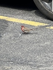 Haemorhous mexicanus