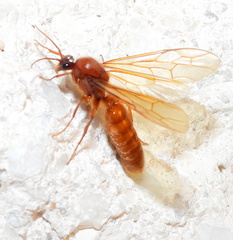 Labidus