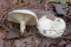 Lactarius maculatipes