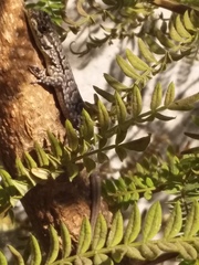Liolaemus tenuis