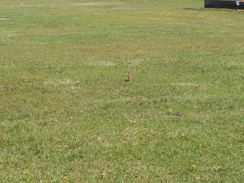 Killdeer