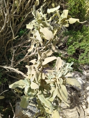 Phlomis italica