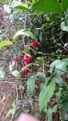 Rubus swinhoei