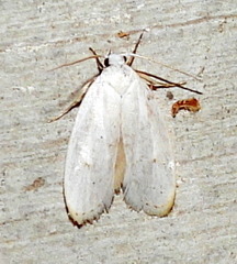 Durrantia piperatella