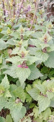 Lamium maculatum