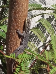 Liolaemus tenuis