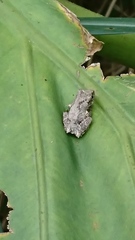 Kurixalus eiffingeri