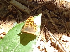Pararge aegeria