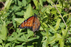 Danaus eresimus plexaure