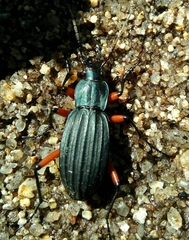 Carabus galicianus
