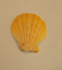 Bractechlamys vexillum