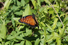 Danaus eresimus plexaure