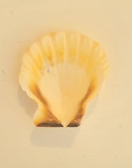 Bractechlamys vexillum