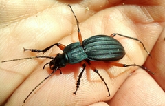 Carabus galicianus