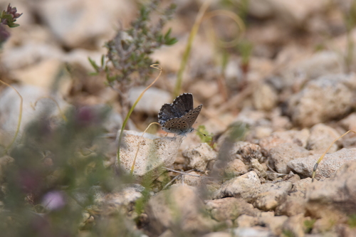 Pseudophilotes panoptes