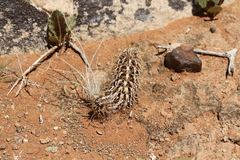 Acanthopsis hoffmannseggiana