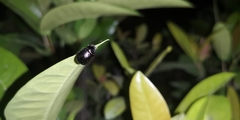 Apogonia cribricollis