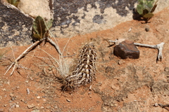 Acanthopsis hoffmannseggiana