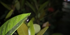 Apogonia cribricollis
