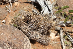 Acanthopsis hoffmannseggiana