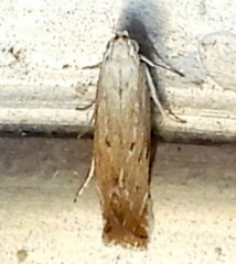Isophrictis magnella