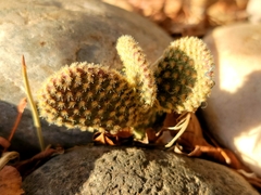 Opuntia