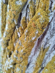 Xanthorioideae