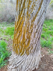 Xanthorioideae