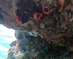 Pyuridae