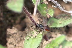 Andrena labiata