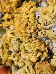 Xanthorioideae
