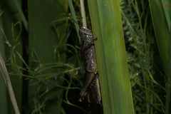 Eyprepocnemis plorans