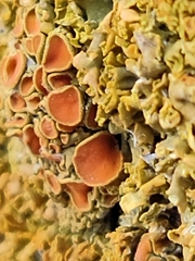 Xanthorioideae
