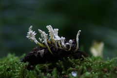 Cordyceps tenuipes image