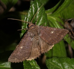 Hypersypnoides submarginata