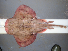 Leucoraja ocellata