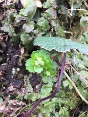 Chrysosplenium alternifolium