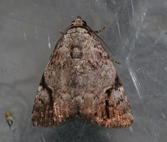 Tycracona obliqua