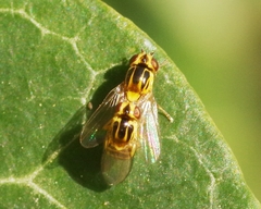 Thaumatomyia notata