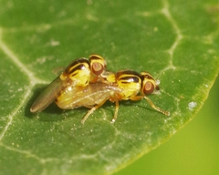 Thaumatomyia notata