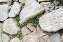 Umbilicus horizontalis