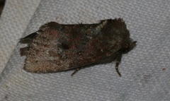 Elusa antennata