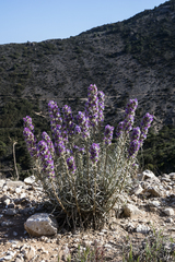 Echium albicans