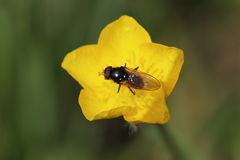 Cheilosia pagana